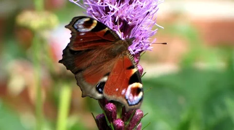 Butterfly Stock Footage 798287