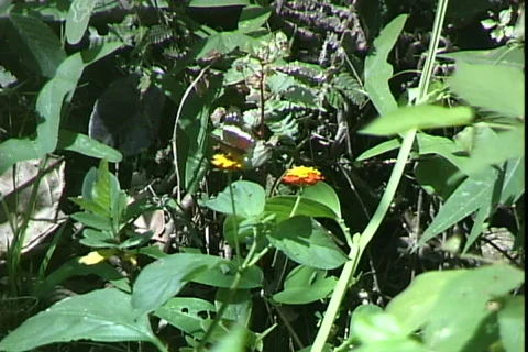 Butterfly Video stock 816666