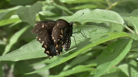 Butterfly Stock Footage 834531