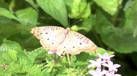 Butterfly Stock Footage 835425