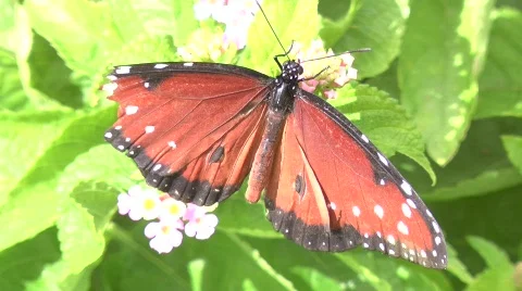 Butterfly Stock Footage 835429