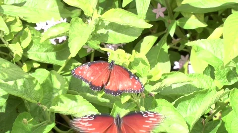 Butterfly Stock Footage 835473