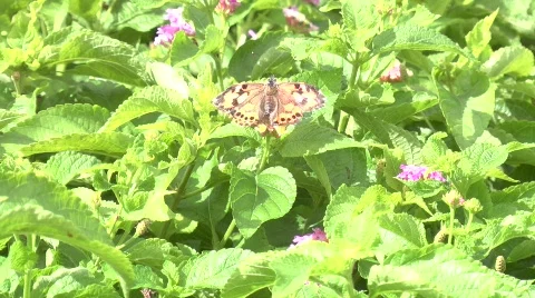 Butterfly Stock Footage 835520