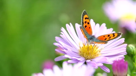 Butterfly Stock Footage 843824