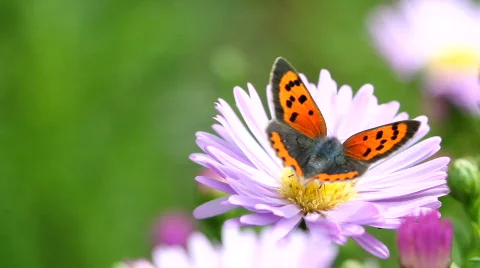 Butterfly Видео 843832