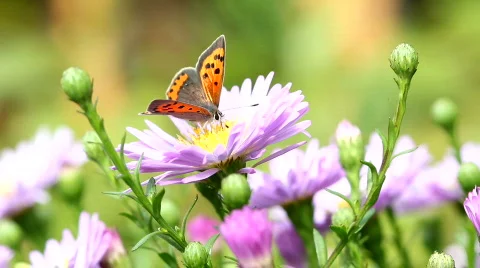 Butterfly Video stock 843841