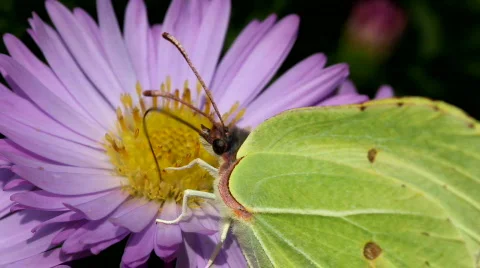 Butterfly Stock Footage 843871