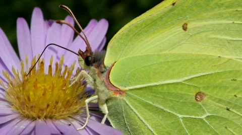 Butterfly 스톡 동영상 843878