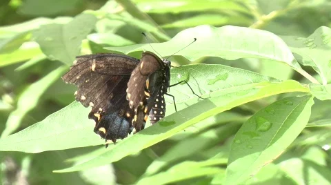 Butterfly Stock Footage 844080