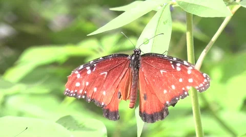 Butterfly Stock Footage 844087