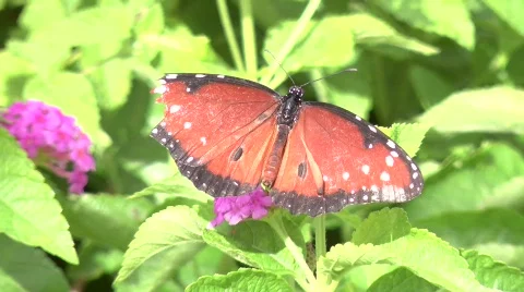 Butterfly Stock Footage 844092