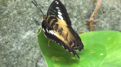 Butterfly Stock Footage 907031