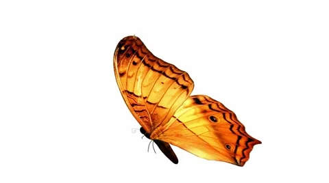 Butterfly Stock Footage 973486