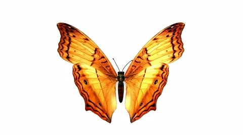 Butterfly Stock Footage 973490