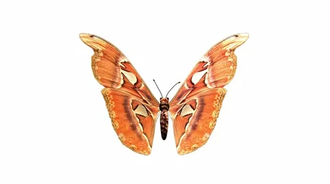 Butterfly Stock Footage 973518