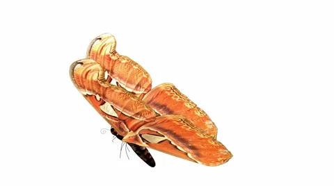 Butterfly Stock Footage 973521