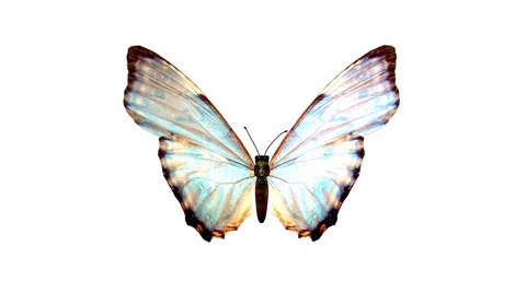 Butterfly Stock Footage 973544