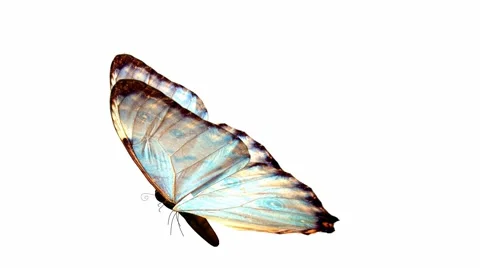 Butterfly Stock Footage 973555