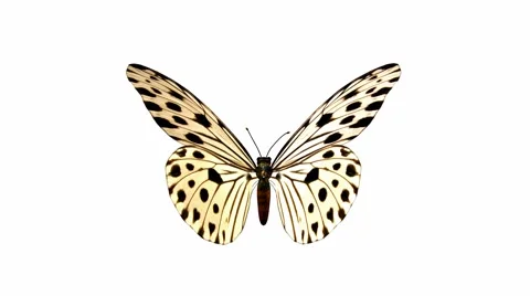 Butterfly Stock Footage 973564