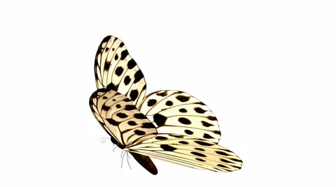 Butterfly Stock Footage 973569