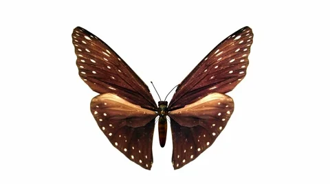 Butterfly Stock Footage 973587