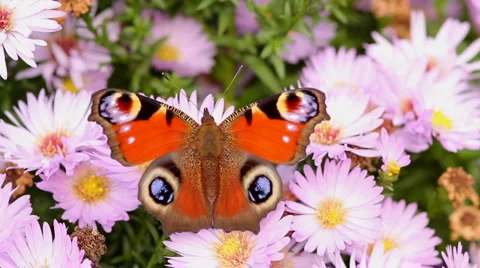 Butterfly Stock-Footage 975769
