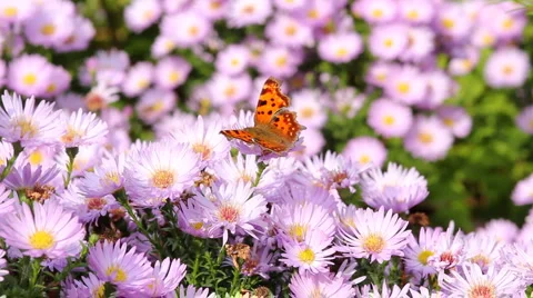 Butterfly Stock-Footage 975805