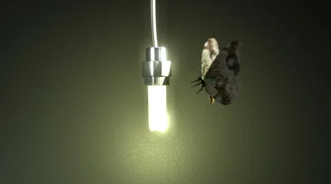 Butterfly Stock Footage 983477