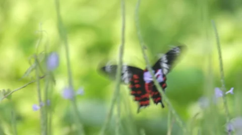 Butterfly Stock-Footage 1077420