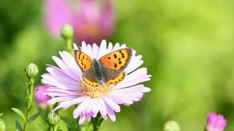 Butterfly Stock Footage 1099215