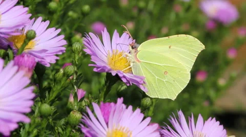 Butterfly Video stock 1099223