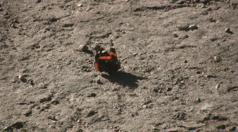 Butterfly Stock-Footage 3476295