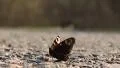 Butterfly HD Footage