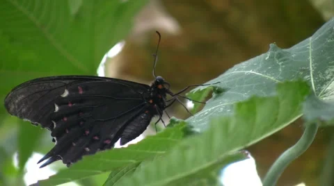 Butterfly 스톡 동영상 5662899