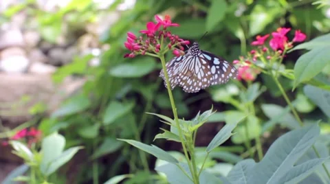 Butterfly Video stock 7763028