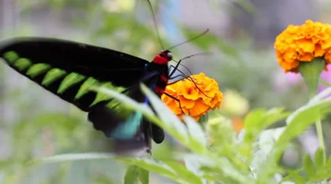 Butterfly Stock Footage 7763199