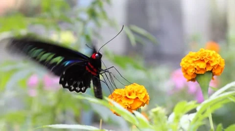 Butterfly Stock Footage 7763283