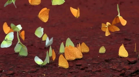 Butterfly Stock-Footage 7766574