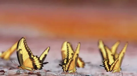 Butterfly Stock Footage 7907241