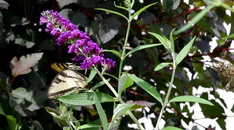 Butterfly Video stock 8511140