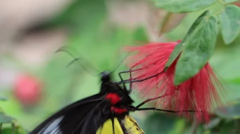 Butterfly 스톡 동영상 8577937