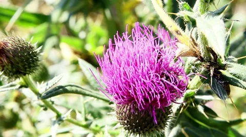 Butterfly Stock Footage 8578027