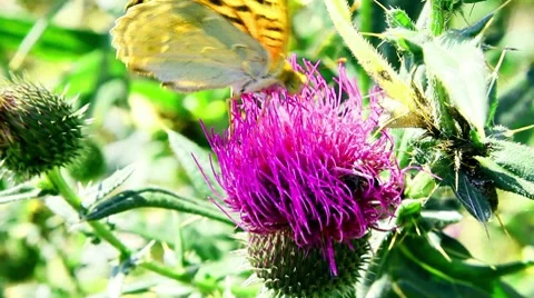 Butterfly 動画素材 8578075