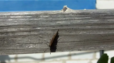 Butterfly Stock Footage 8662686