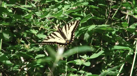 Butterfly 動画素材 8850980