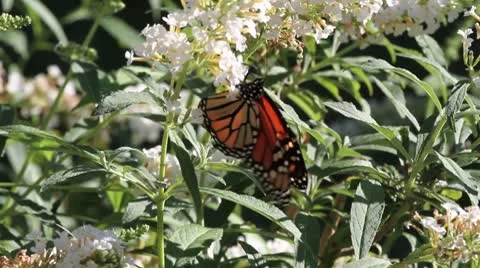 Butterfly Video stock 8925889