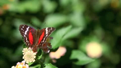 Butterfly Video stock 9044829