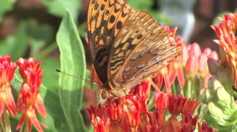 Butterfly Stock Footage 9360633