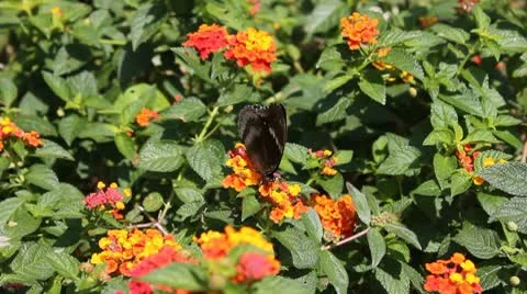 Butterfly Stock Footage 9872856
