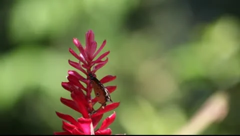 BUTTERFLY Video stock 10295282